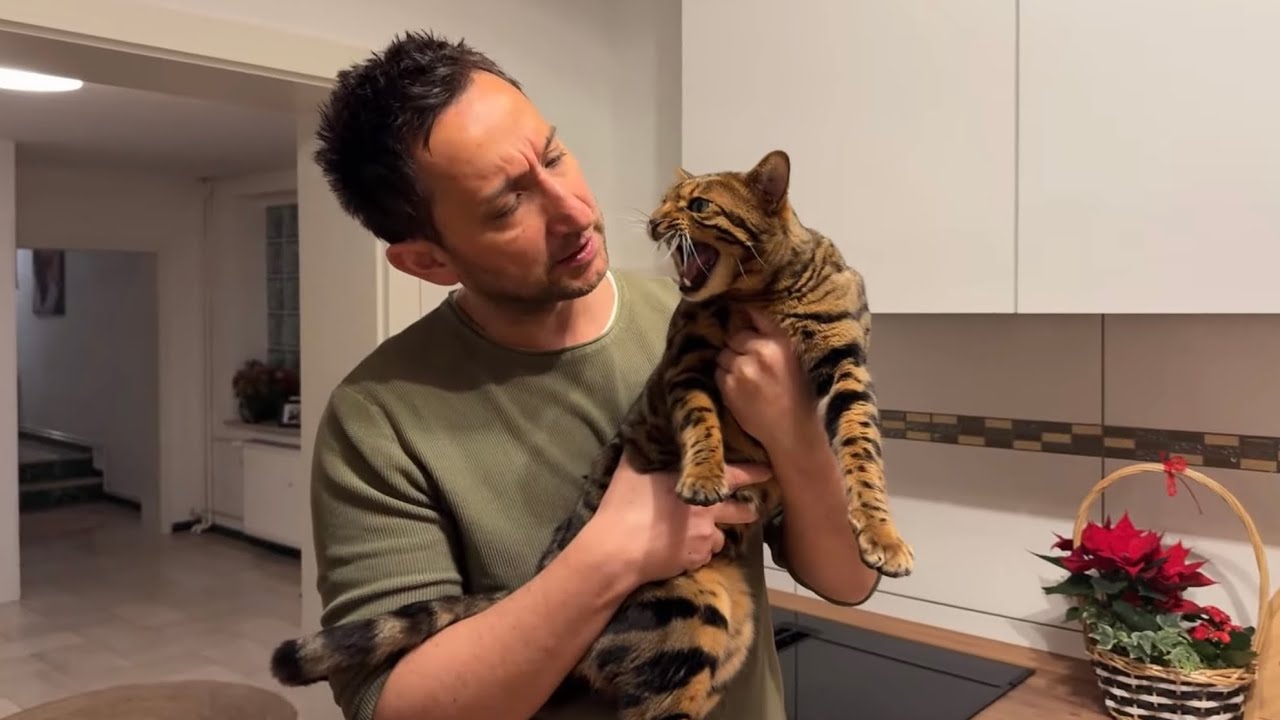 Dieser Bengal treibt uns heute in den Wahnsinn 🤯 