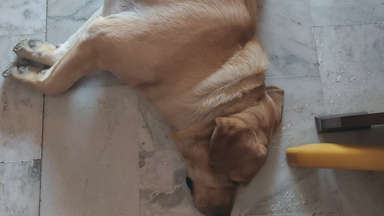 #funnydogvideos 