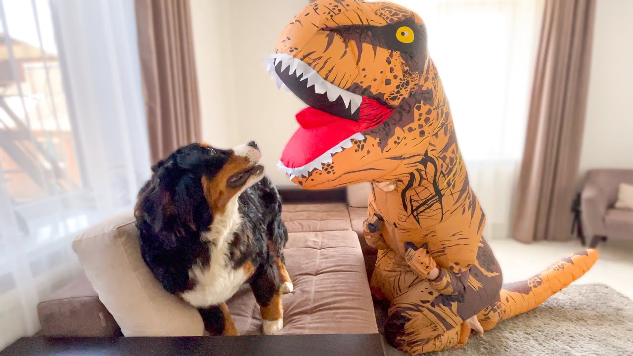Funny Dog Reacts to T-Rex: Bernese Mountain Dog Teddy