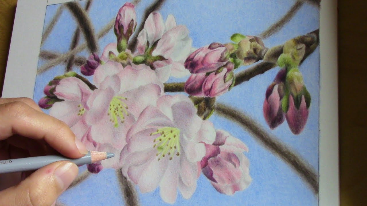 drawing cherry blossoms with colored pencils