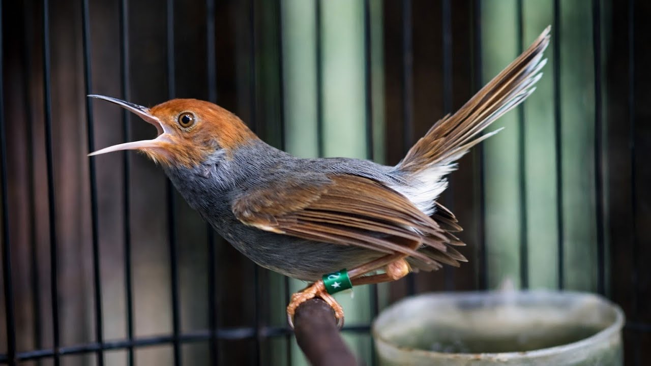 Prenjak Gacor Ngotot Cepat Pikat Bunyi Prenjak Bahan