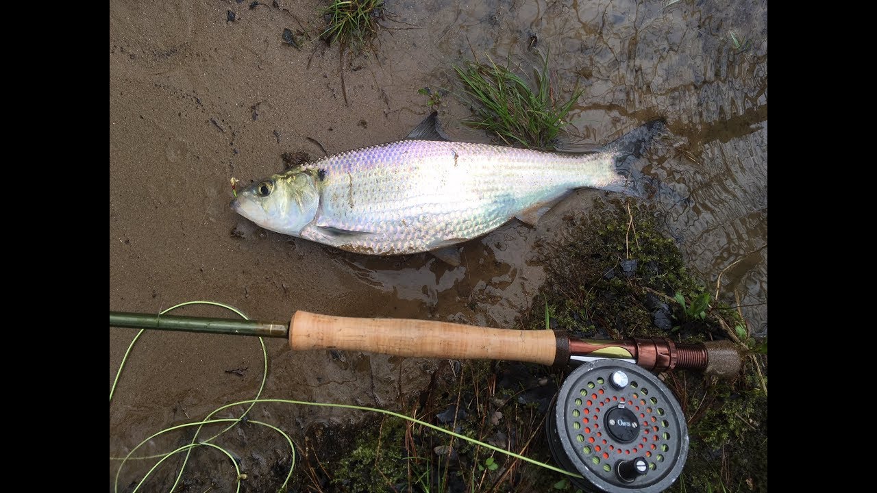 Fly Fishing the Rappahannock Shad Run