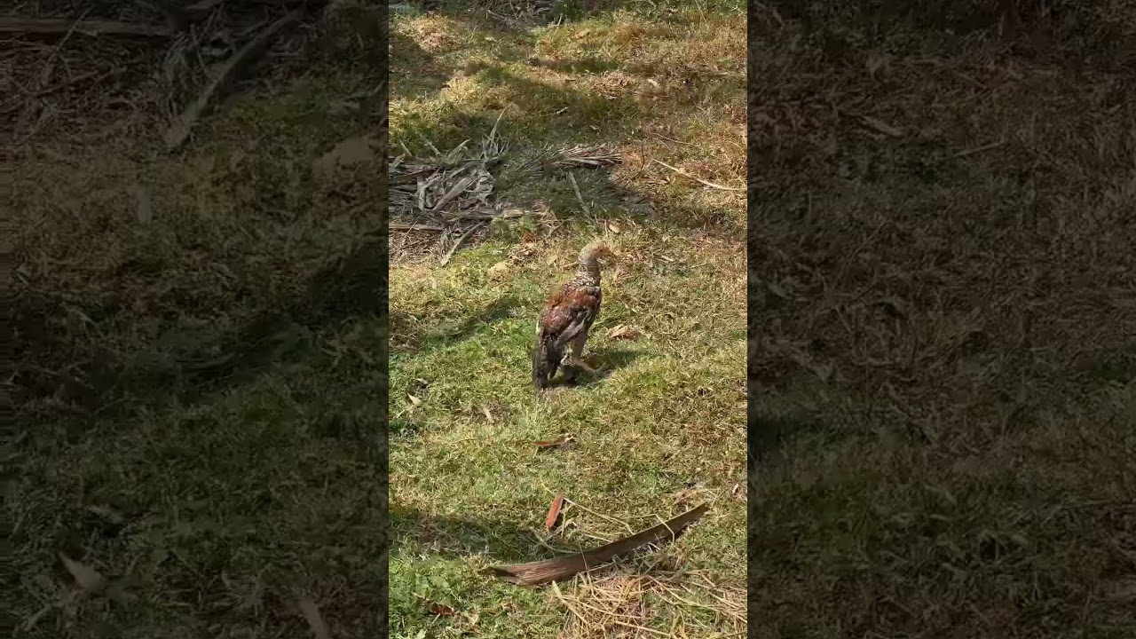 Chicken hurt leg walking #shorts #video #best #cambodia #youtubeshorts #ytshorts #chicken