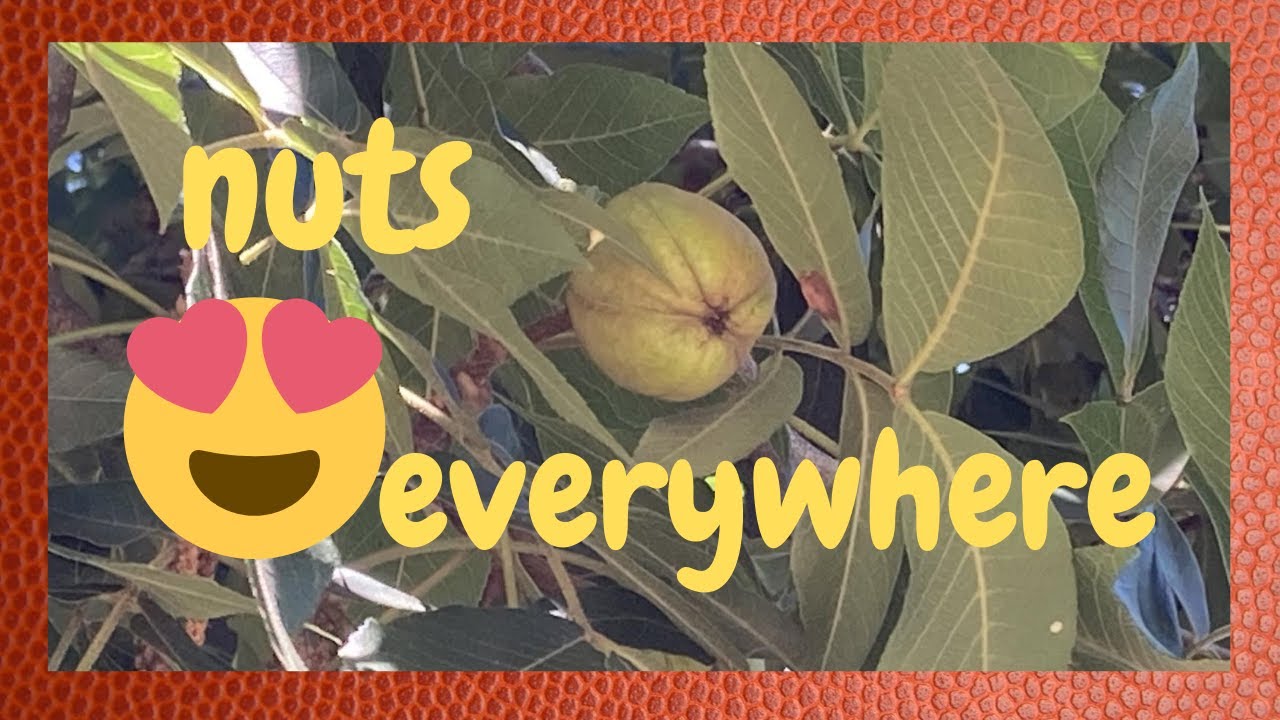 big , huge nut trees