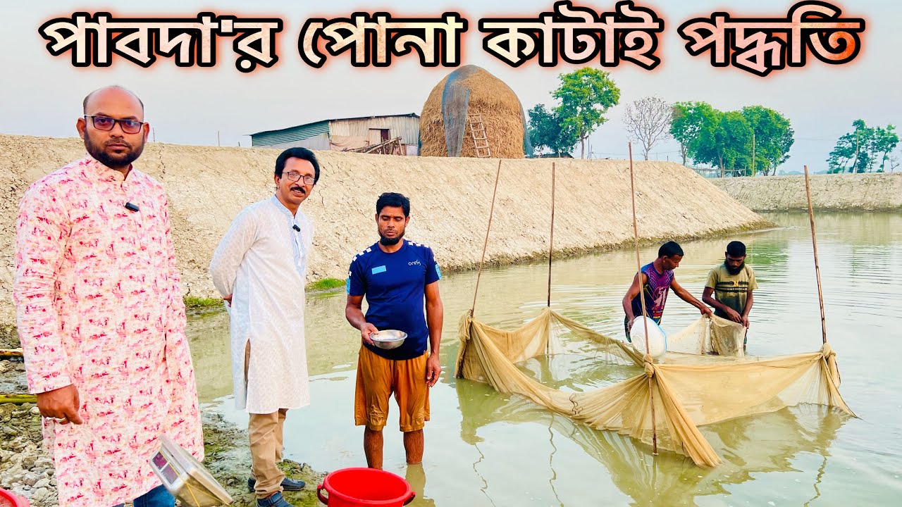পাবদা পোনা কাটাই পদ্ধতি.. ll catfish bd