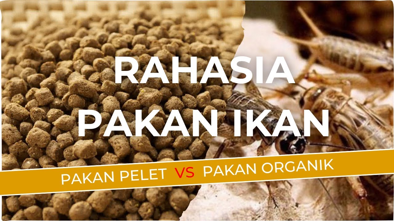 RAHASIA BUDIDAYA IKAN : PAKAN PELET  VS  PAKAN ORGANIK , MANA YANG LEBIH COCOK UNTUK IKAN?