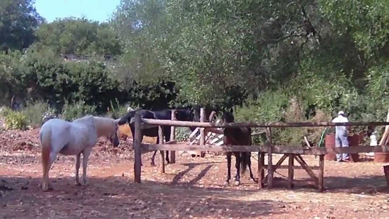 Inkefalonia.gr: Σωτήρης Κουρής φάρμα με άλογα