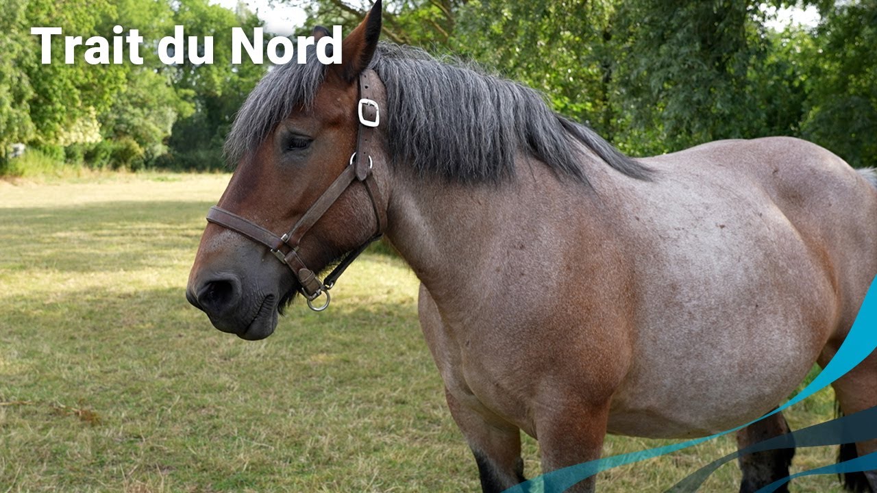 Le Trait du Nord fête ses 120 ans -