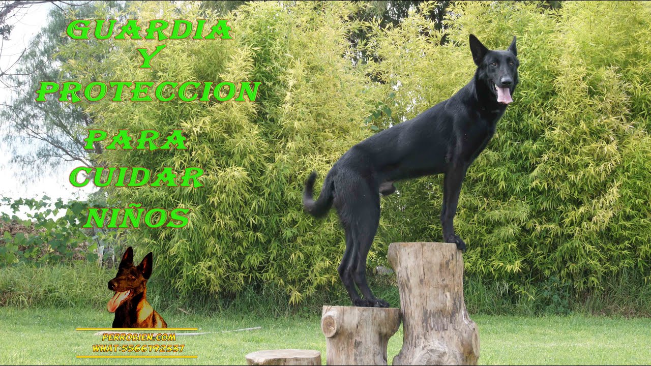 Adiestramiento de guardia y protección para cuidar niños 01