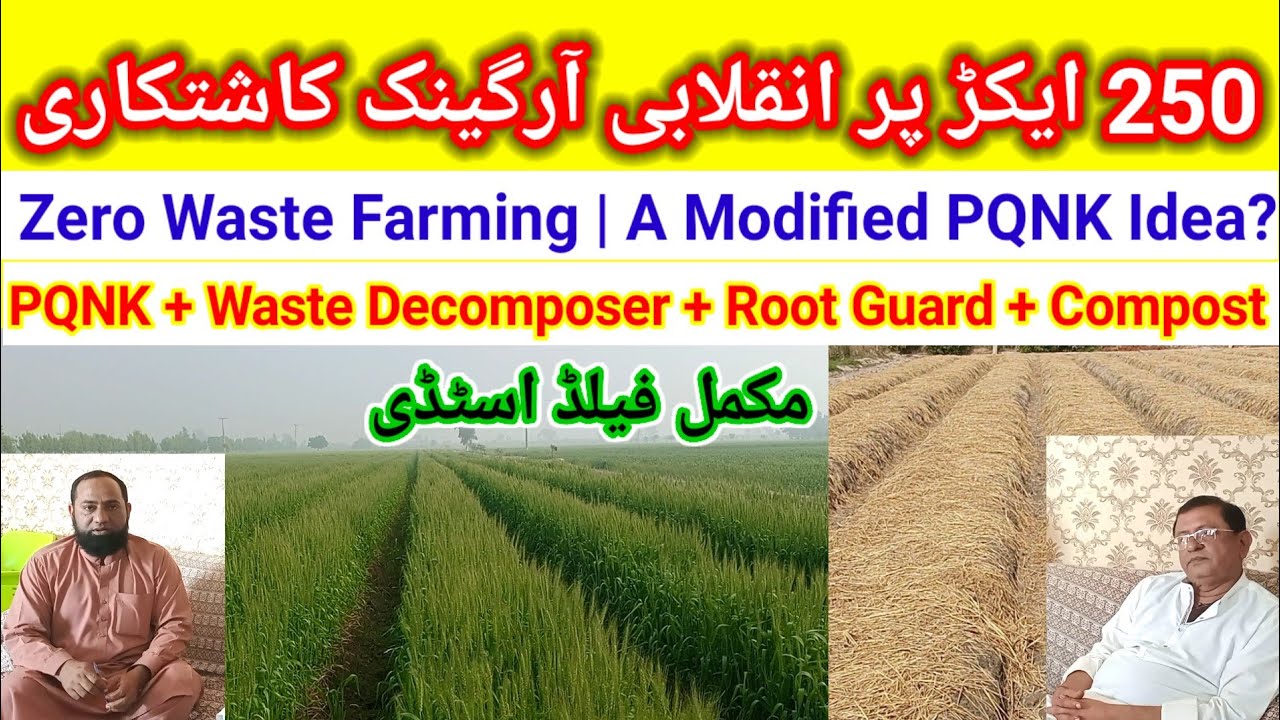  250 ایکڑ پر زیرو ویسٹ زراعت | گنا، گندم، سبز مرچ، سرسوں ایک ساتھ | مکمل فیلڈ اسٹڈی