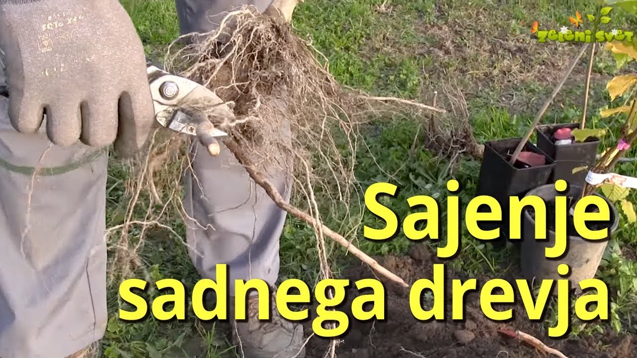 Sajenje sadnega drevja