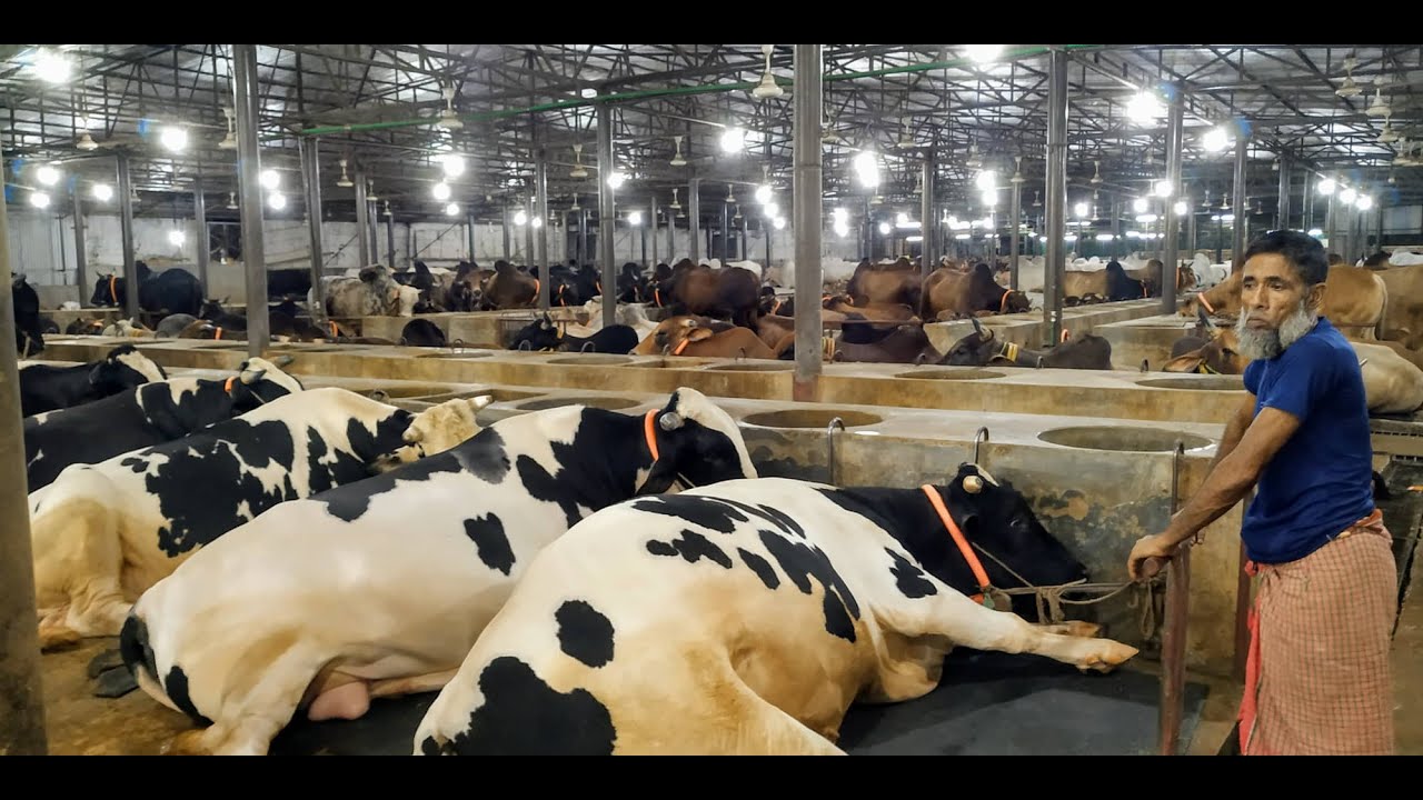 Al Madina Cattle Farm Very Last Time Before Qurbani Eid - DairySun Agro