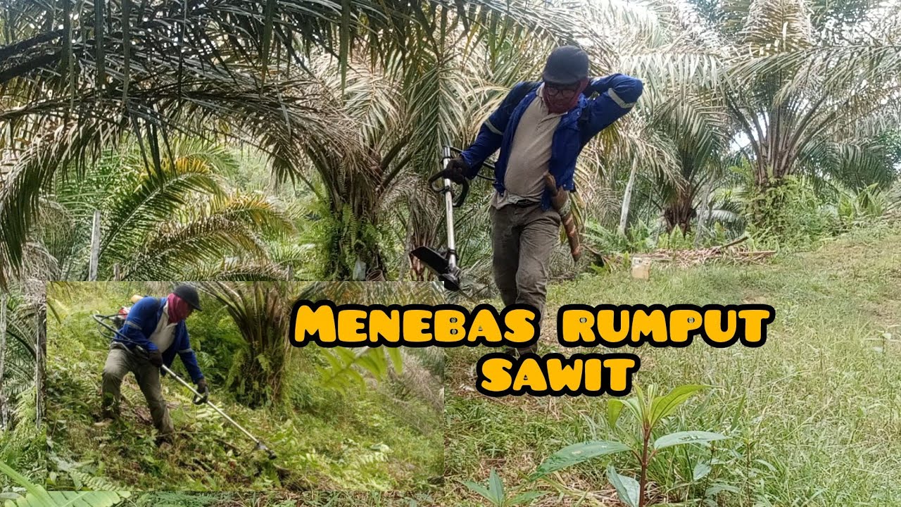 Menebas kawasan semak di kebun sawit yang lama sudah tidak dipotong.