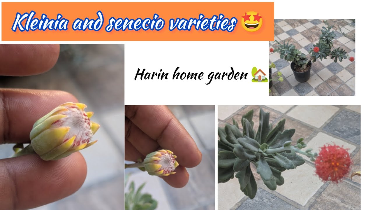Kleinia and senecio varieties 🤩 succulent id and name #identification  #homegarden #succulent 