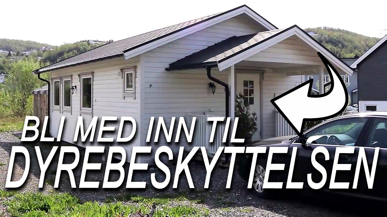Bli med inn til Dyrebeskyttelsen Harstad! - Irene rundtomkring (Harstad Tidende)