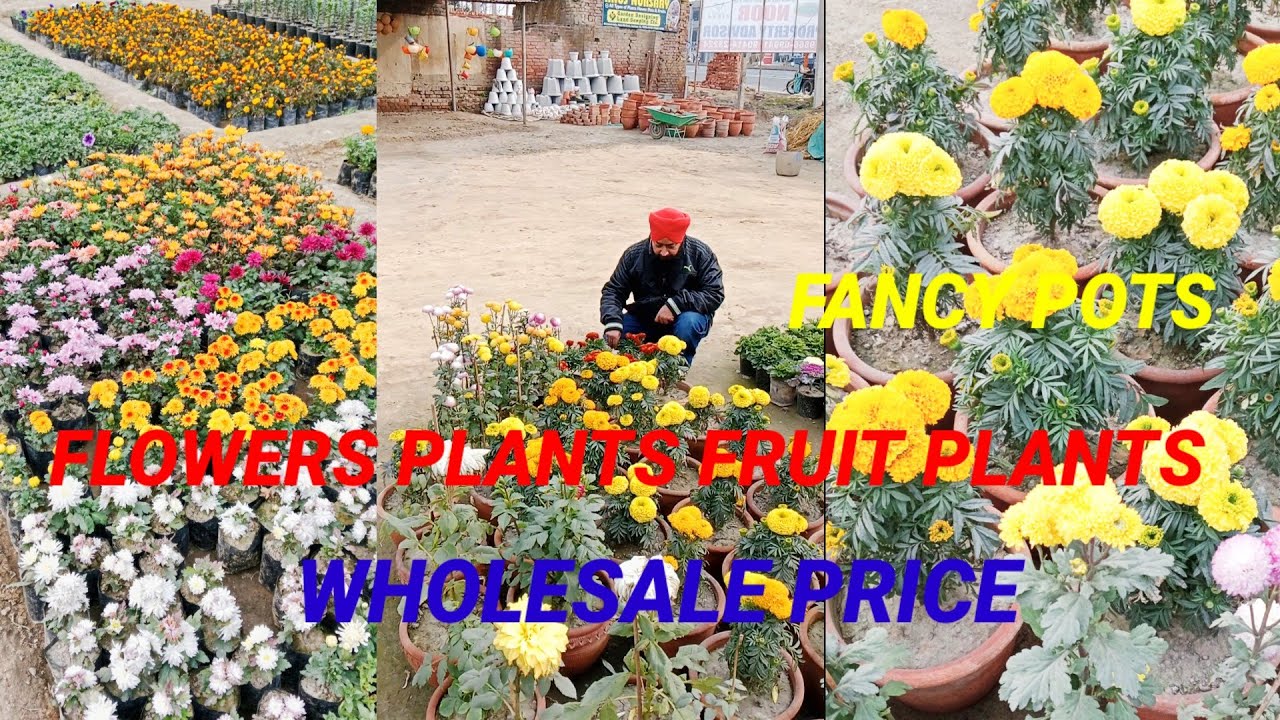 INDOOR OUTDOOR PLANTS FLOWERS PLANTS FRUIT PLANTS BIGGEST OLD ANUJ NURSERY IN AMRITSAR #viralvideo 