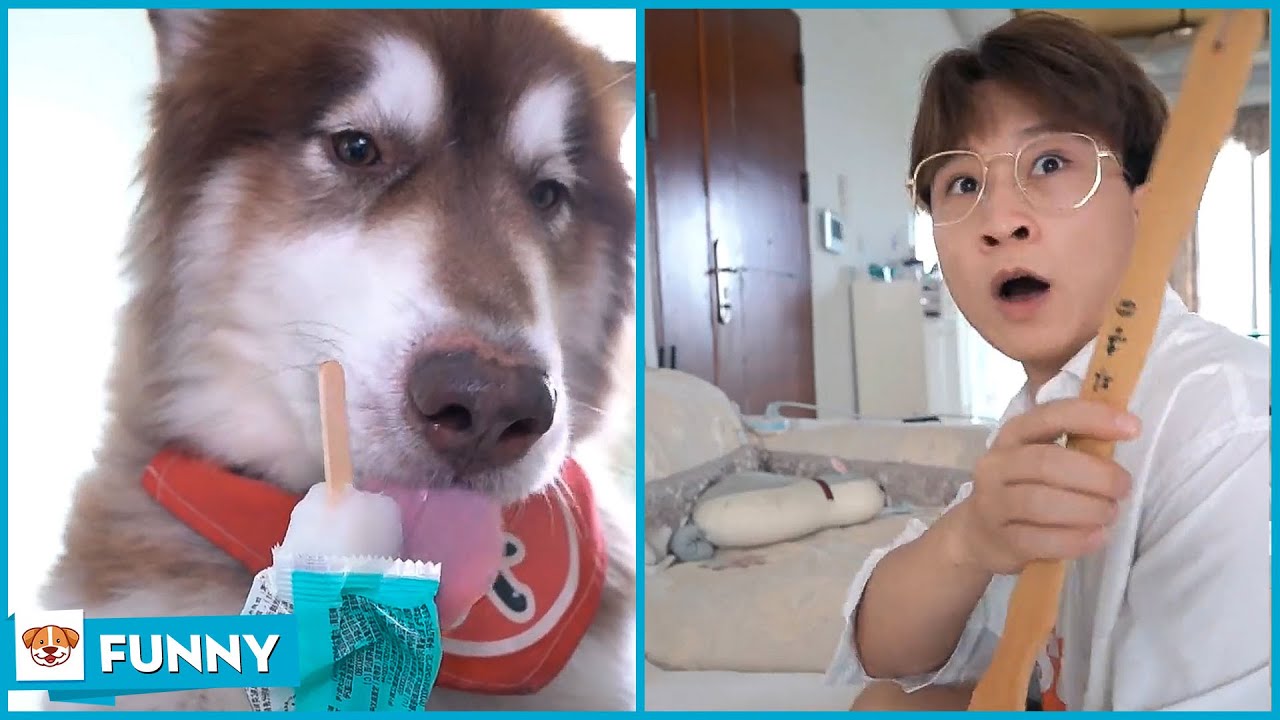 Dong Yang and Dad's sweater - Dog Funny Moments 2021 V19 - Dogs funny video