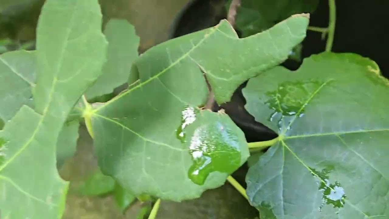 August Pittsburgh Garden Update- It's Hot!