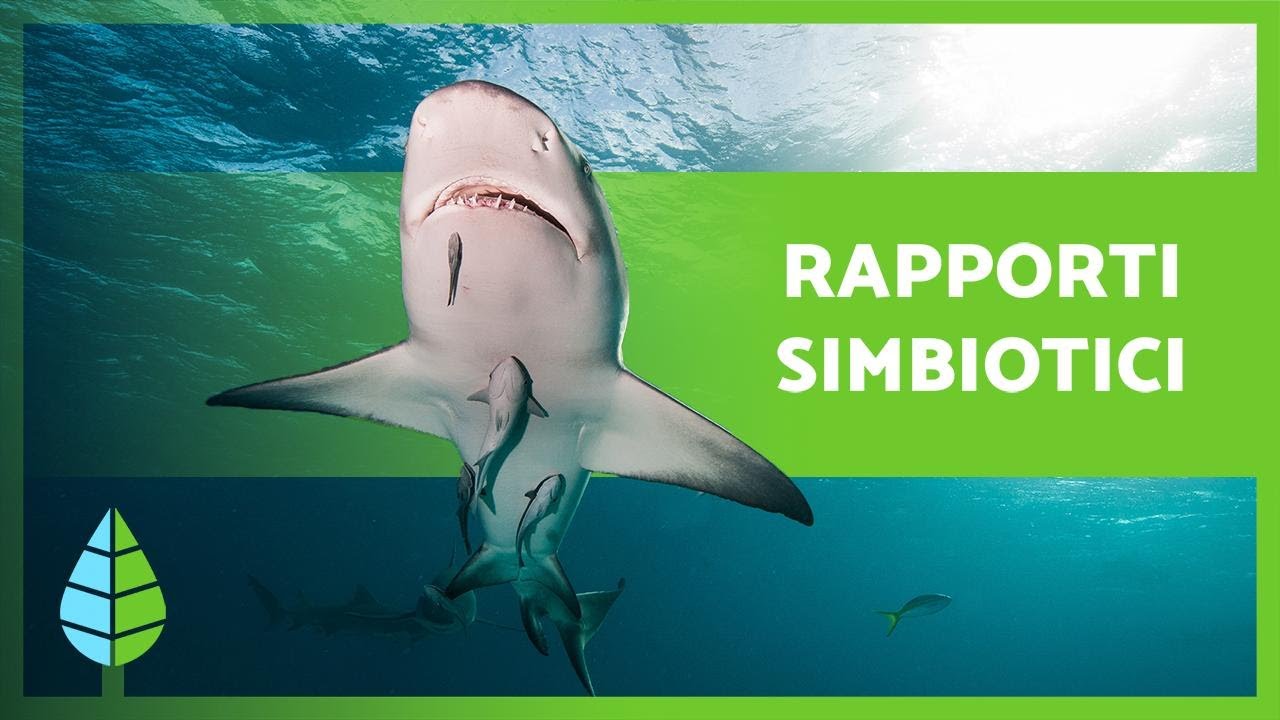 Cos'è la SIMBIOSI? 🐠🦐 Mutualismo, Commensalismo e Parassitismo 🐦