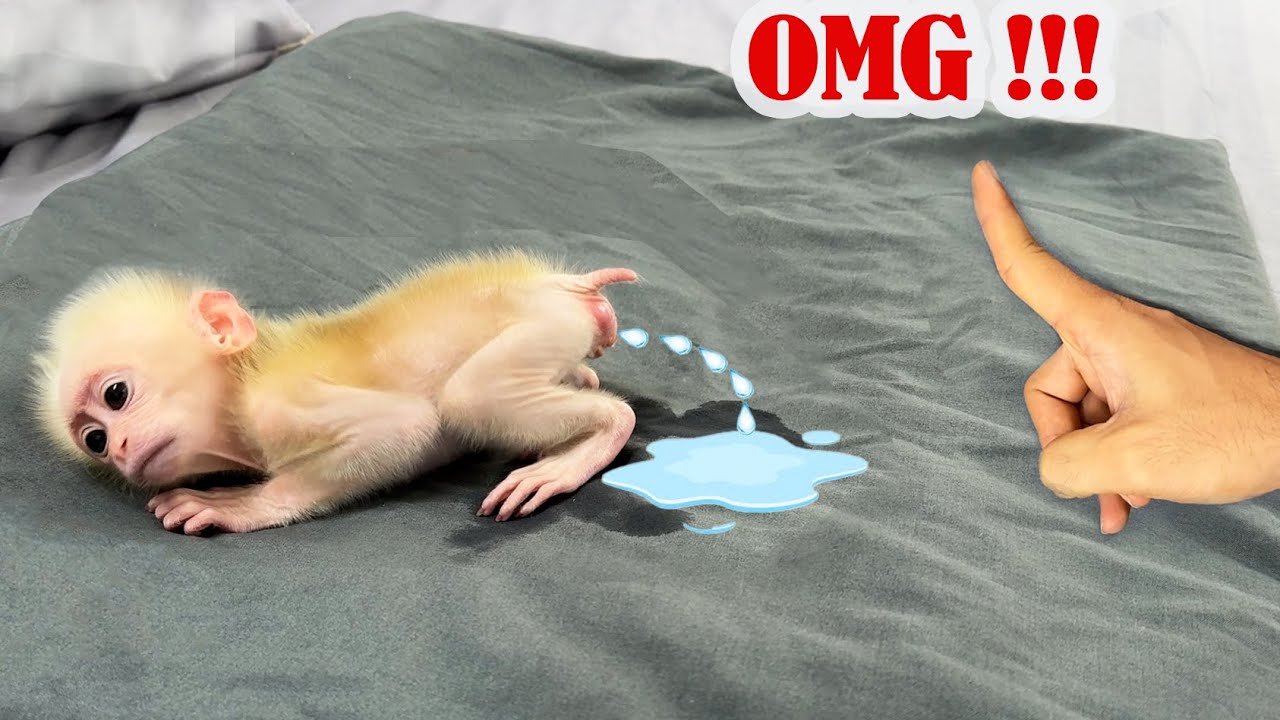 OMG..! What makes dad confused when newborn monkey Xuka is sleeping.