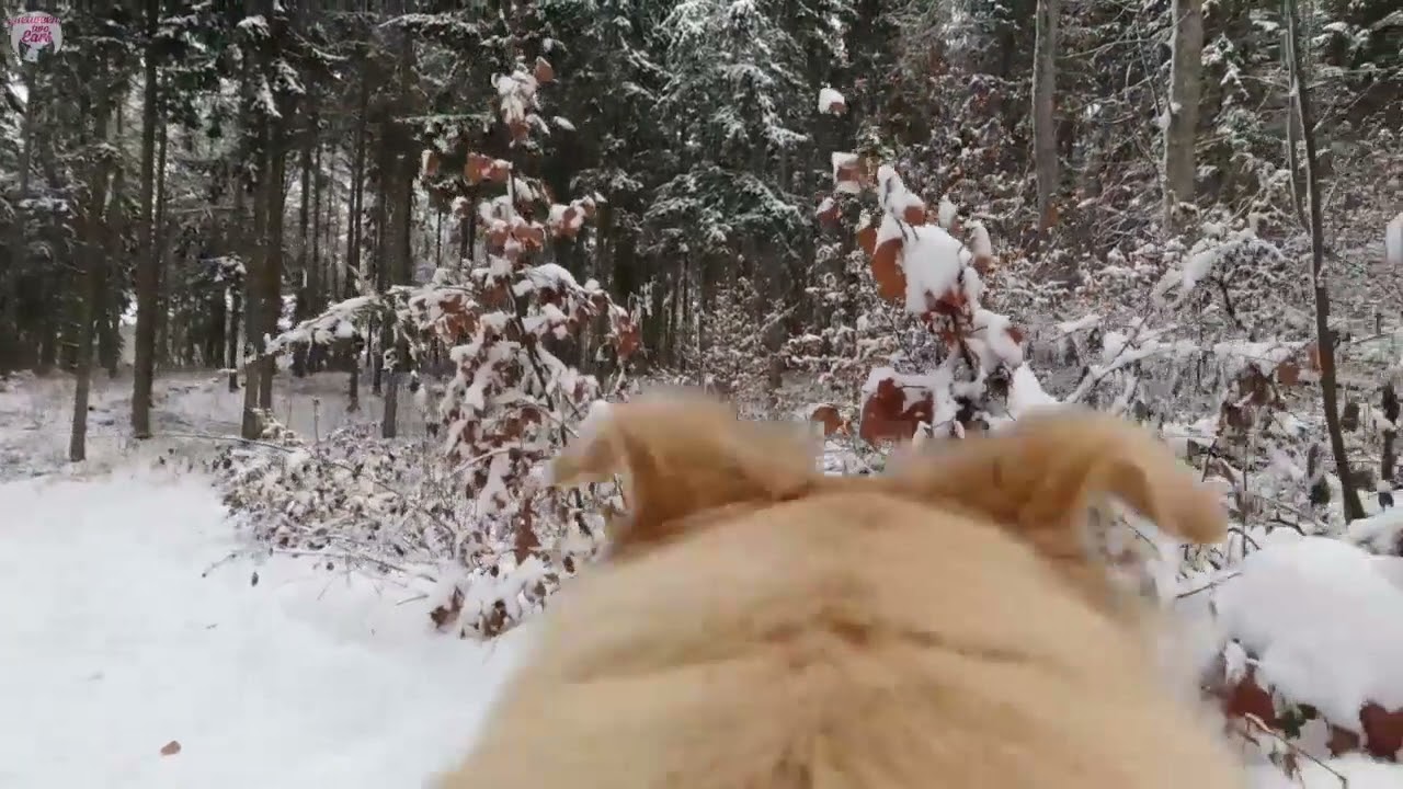 walking around as a dog 055