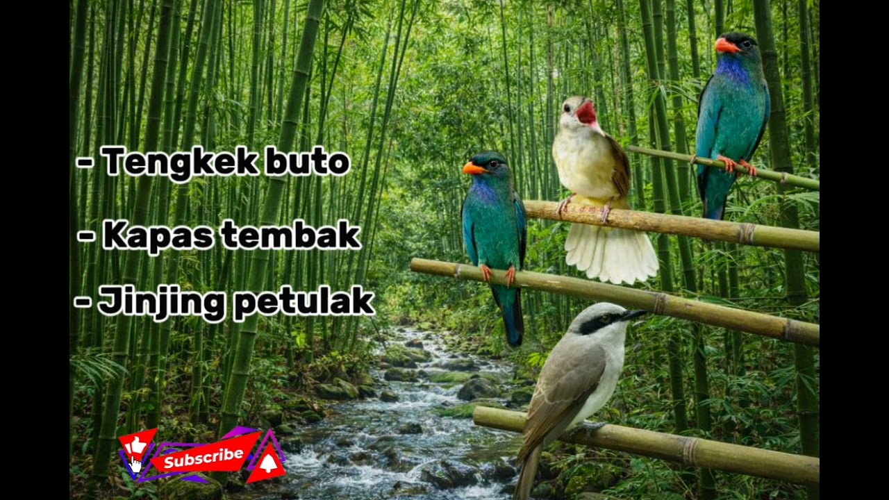 Masteran Burung Alam Hutan Bambu 🌿 Suara Air Mengalir Bikin Cepat Gacor