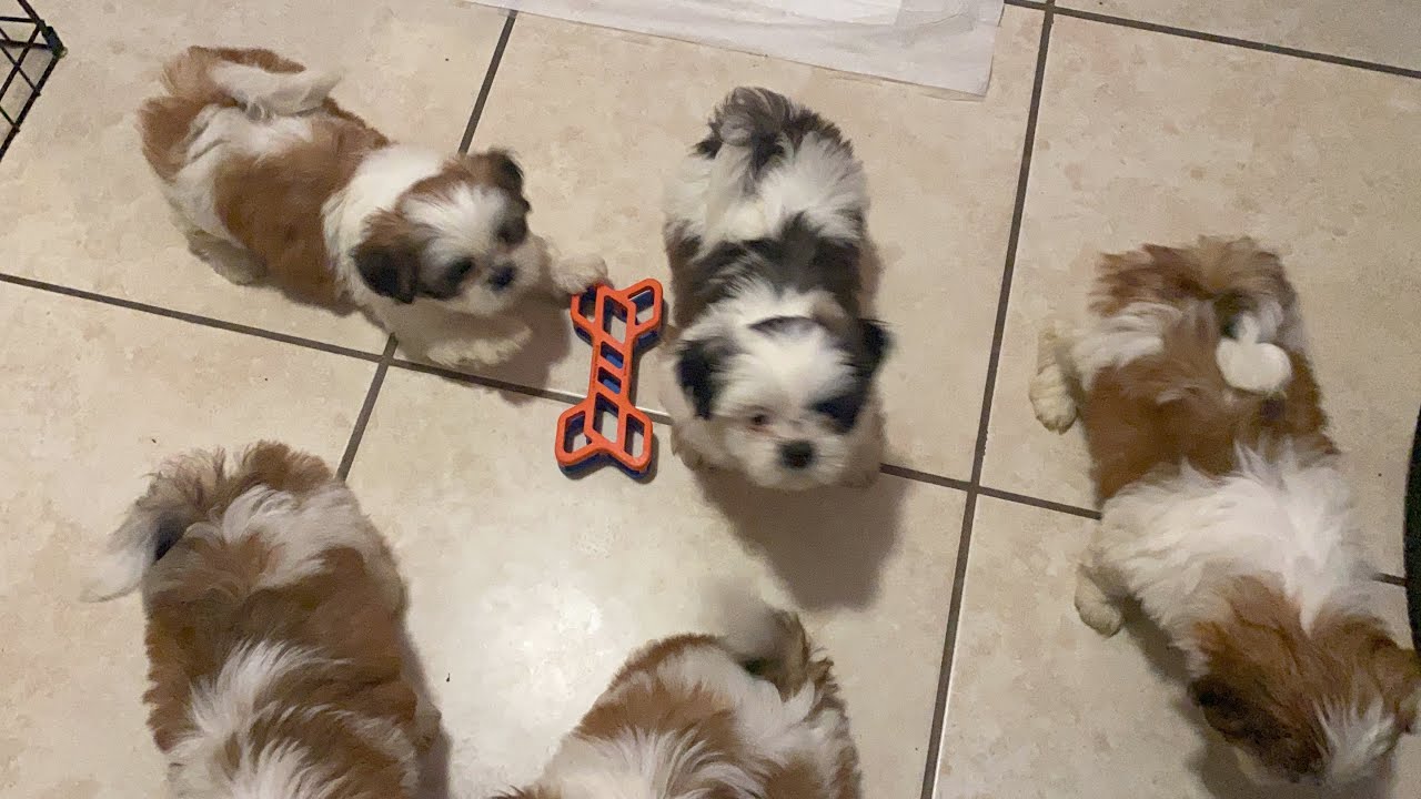 CACHORROS TIERNOS y BONITOS JUGANDO | La Casita de los Shih Tzu
