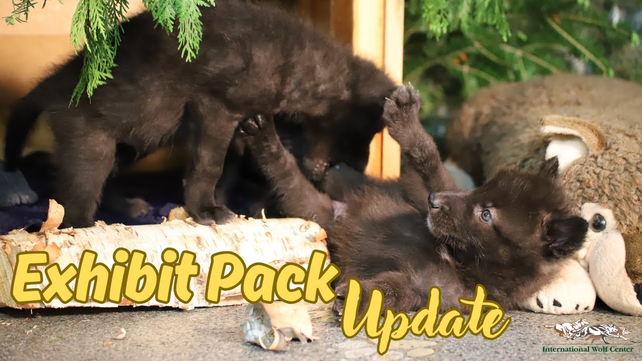 19 May 2025 - Exhibit Pack Update