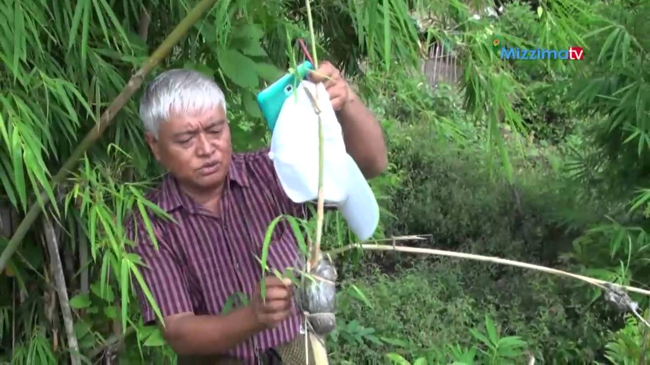 အစိမ္းေရာင္ေရႊ (သို႔မဟုတ္) ၀ါးစိုက္ပ်ိဳးျခင္း (Part_2)