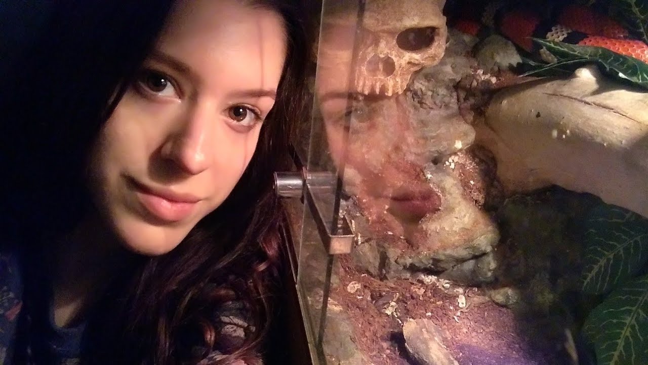 Viendo la culebra falsa coral y al uromastyx bebé | daden Reptilera