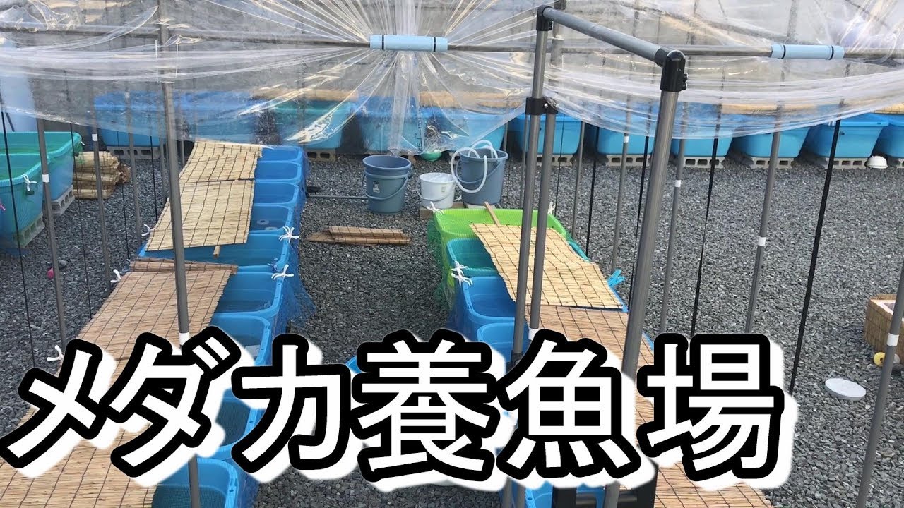 気になるメダカの養魚場（養殖場）★飼育環境のご紹介★【媛めだか】