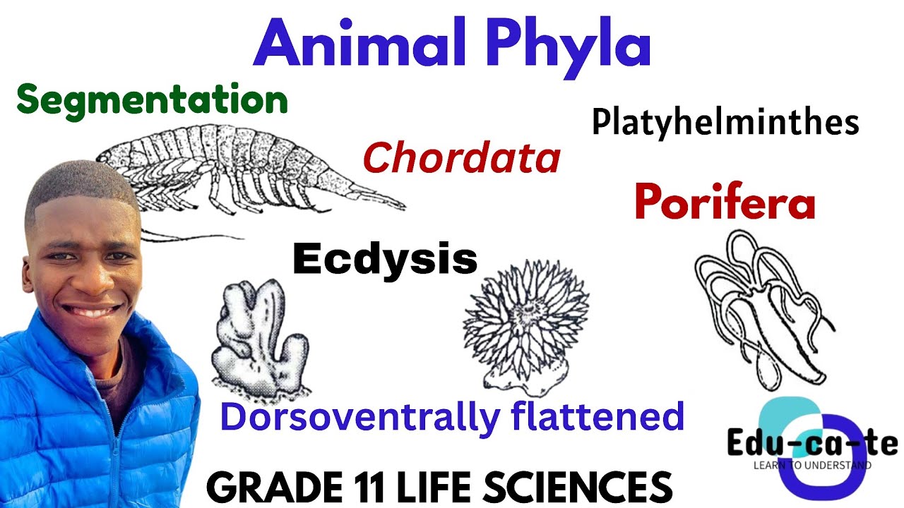 Animla Phyla - Biodiversity of animals (Grade 11 Life Sciences)