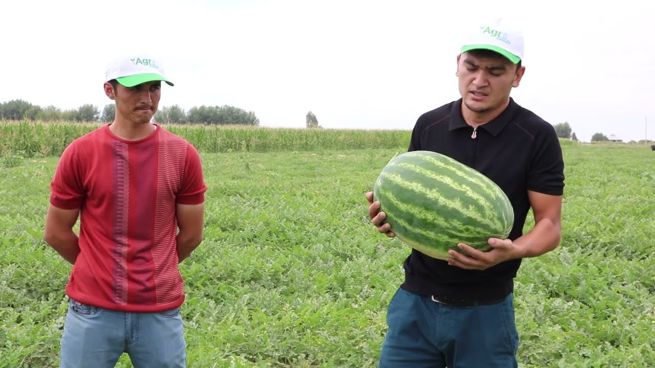 GRIZMANN F1 (ex-Grizzly F1) Agrobestdan yangi tarvuz gibridimizning sinovidan videolavha