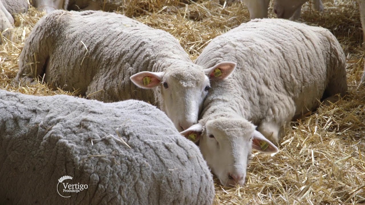 Farma Ile de France ovaca u Muzlji - U nasem ataru 745