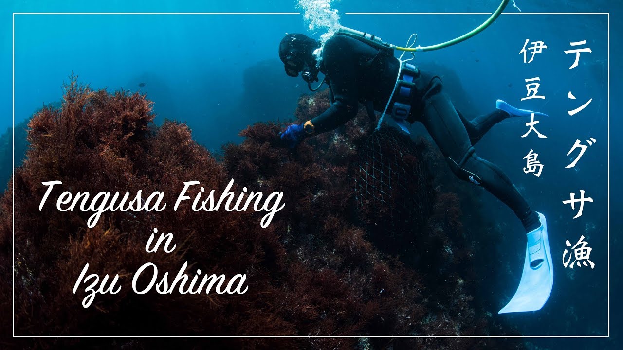 【Tengusa Fishing in Izu Oshima】Japanese Fisherman dive and catch seaweed ｜テングサ漁の様子伊豆大島　〜寒天、ところてんの原料〜