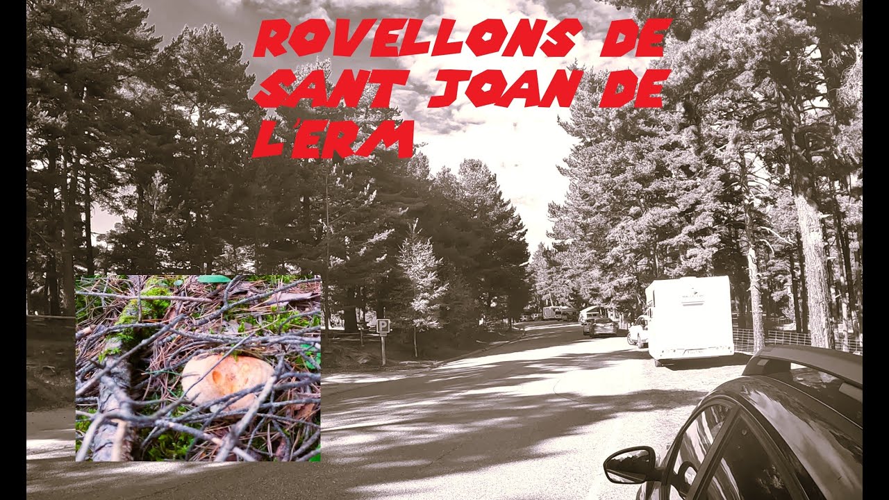ROVELLONS/NISCALOS DE SANT JOAN DE L'ERM #4k #mushroom #mountains #nature