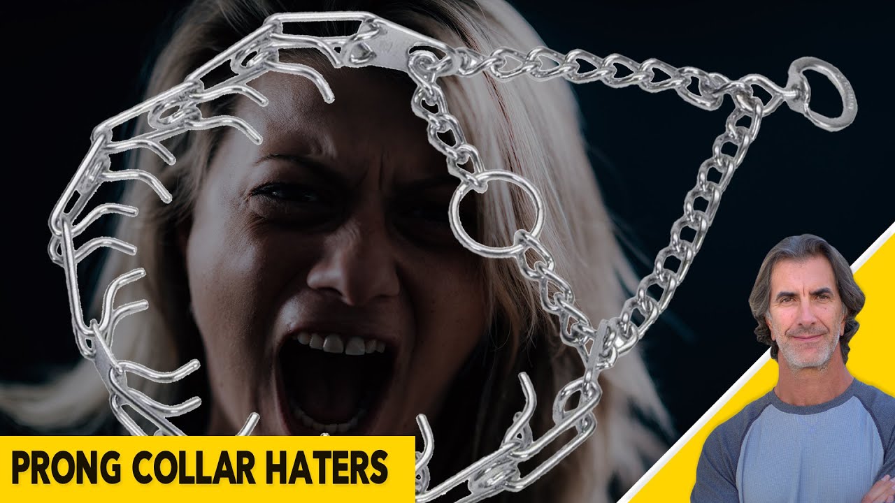 Prong Collar Haters and Why Are Prong Collars an Important Training Tool for Some Dogs