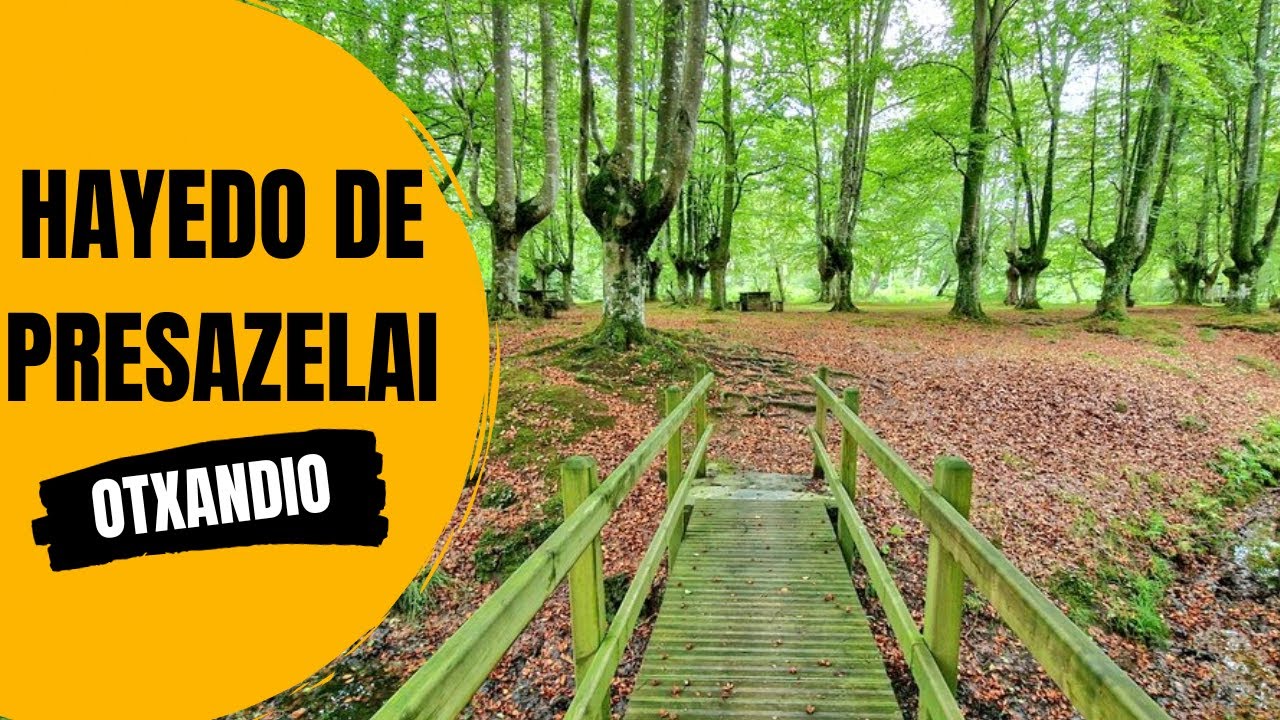 Hayedo de Presazelai, Otxandio