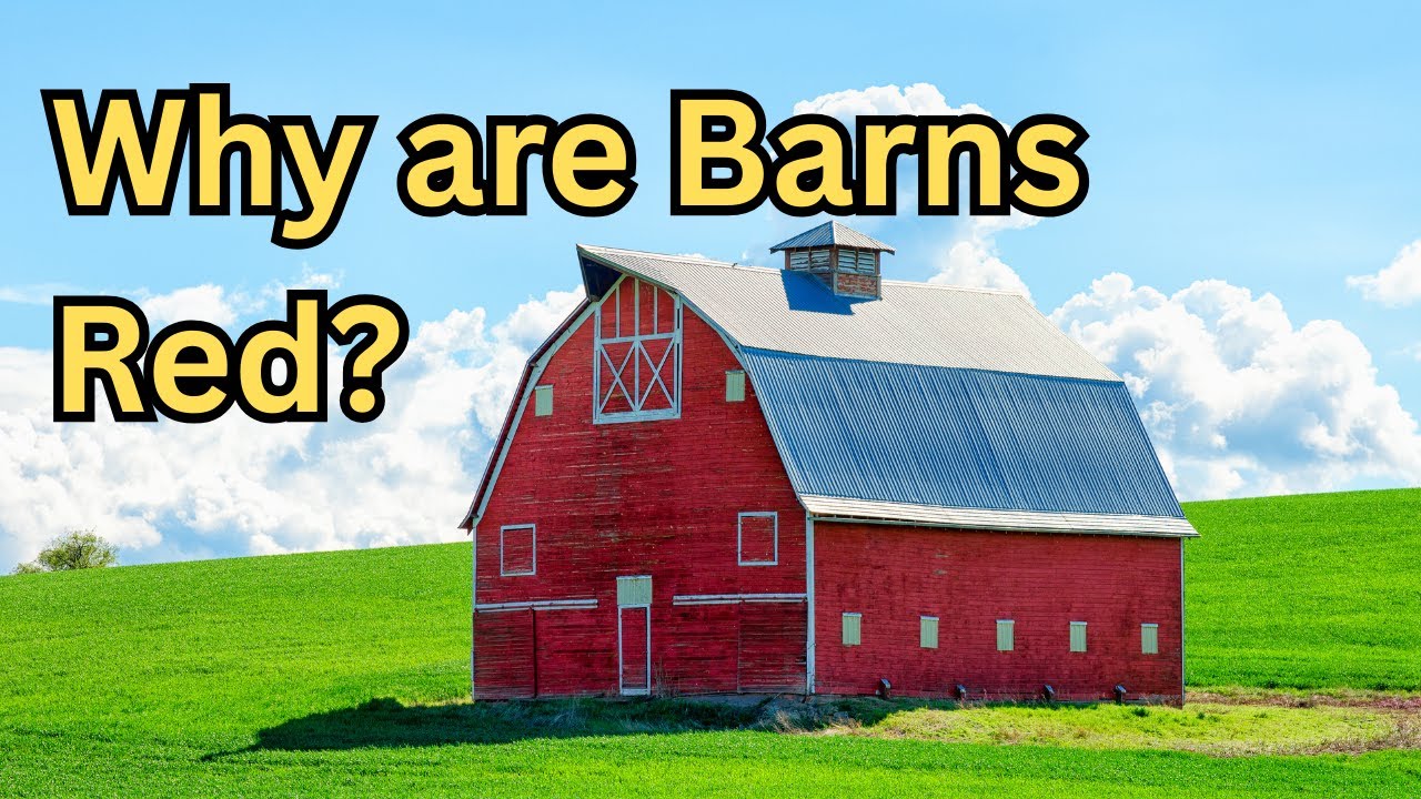 Why Are Barns Red? #shorts #facts #didyouknow