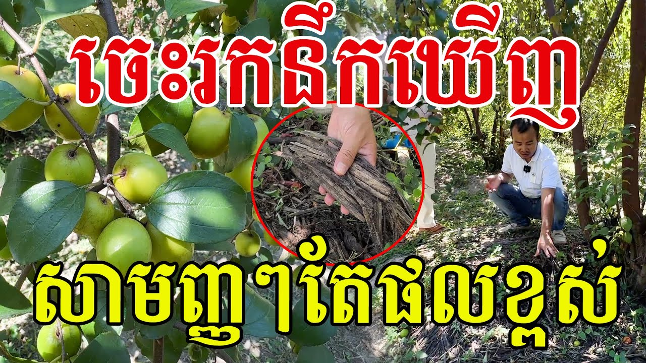 ចេះរកនឹកឃេីញ​ពូ សាមញ្ញៗតែបានផលខ្ពស់​ សូមសរសេីរពិតជាពូកែច្នៃមែន
