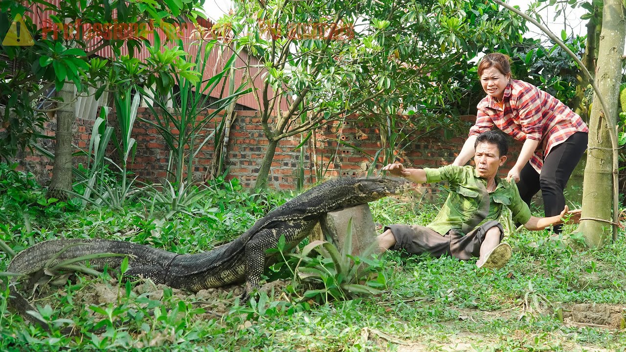 72 Hours Facing a Komodo Dragon Invading the Farm – Harvesting 1000+ Melons for Market