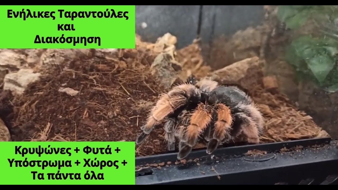 Ενήλικες ταραντούλες και διακόσμηση| Feeders Strs 57