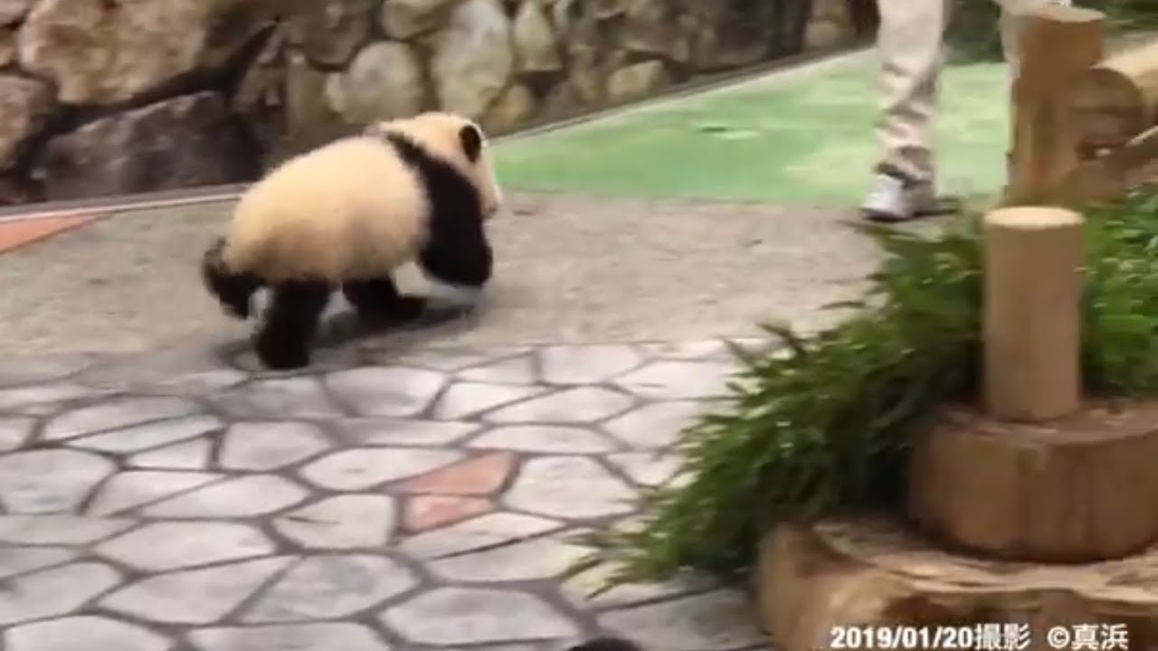 飼育員さんを追いかけて走る彩浜ちゃん🐼♡ 赤ちゃんパンダ