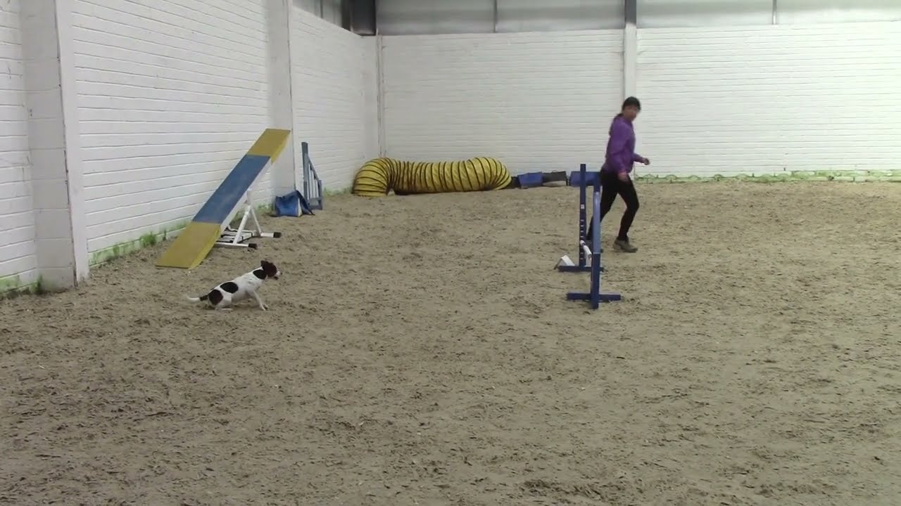 Parson russell terrier Freddie, training day with Barrie James