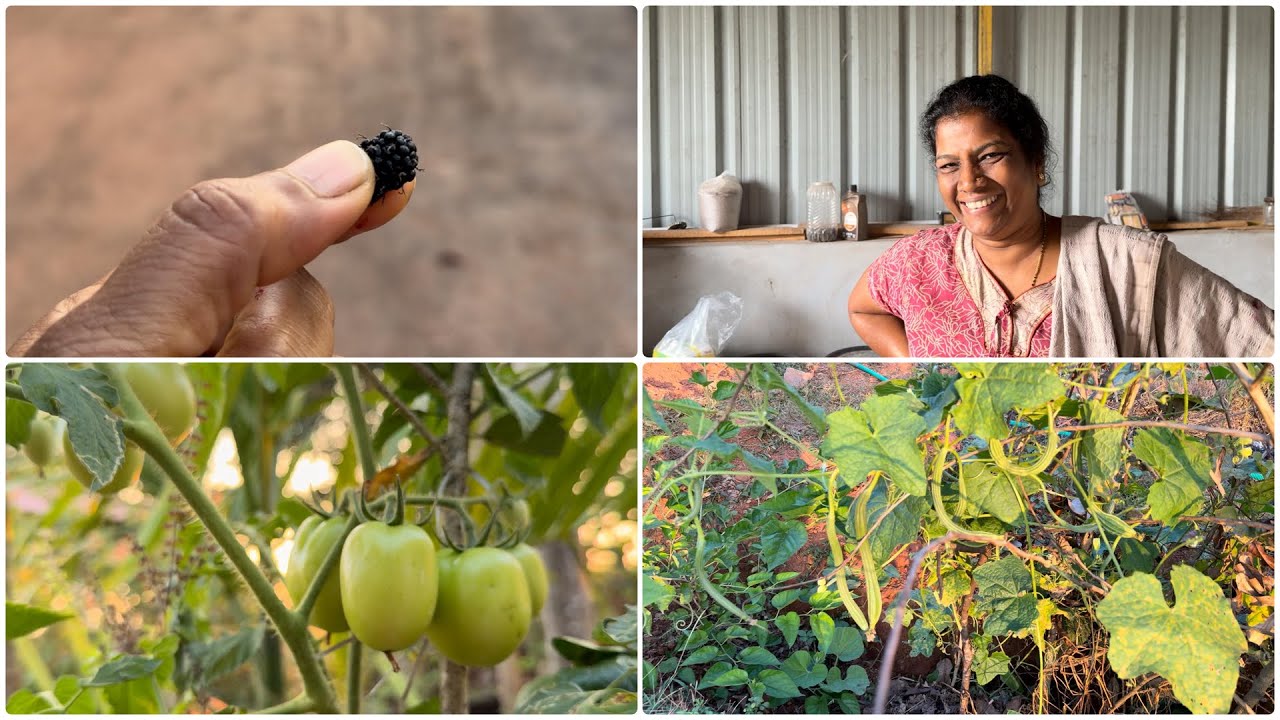 Namma Products Ethe Japan muta potund 😍🙏|| Illad athina Tomato Tule 