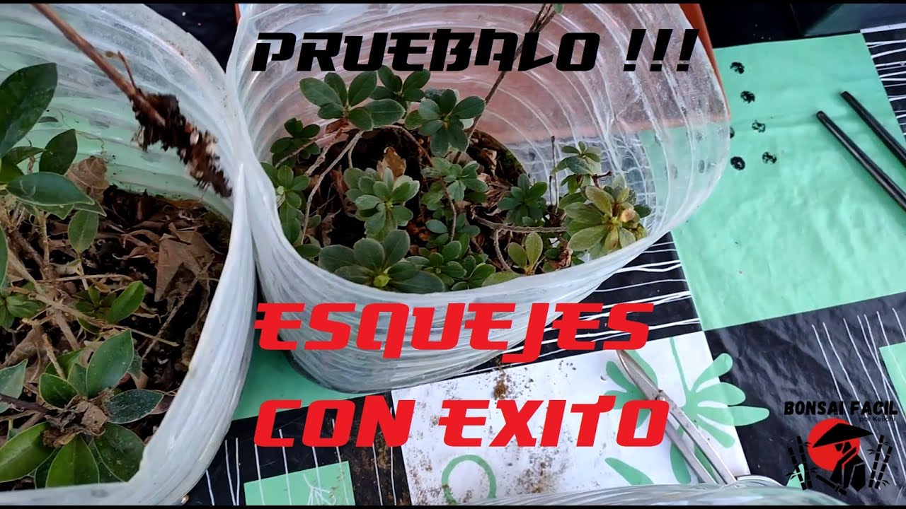 Truco para esquejes de bonsai facil