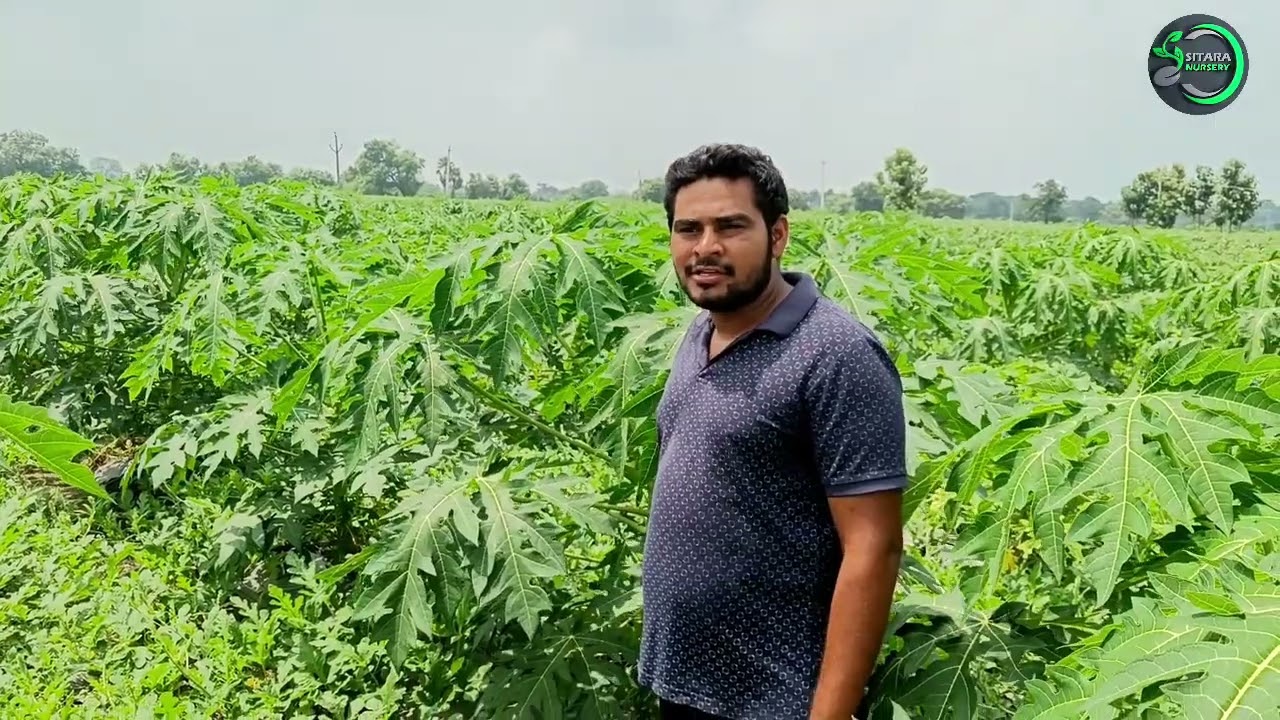 papaya cultivation inter cropong watermelon