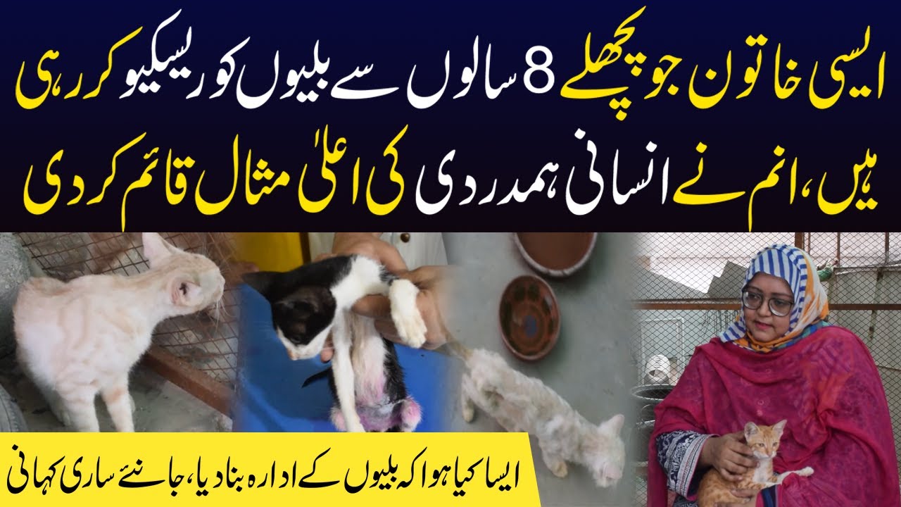 Karachi Ki Aisi Khatoon Jo Cats Ko Rescue Karne Lag Gai | Anum Story | Dastak Tv