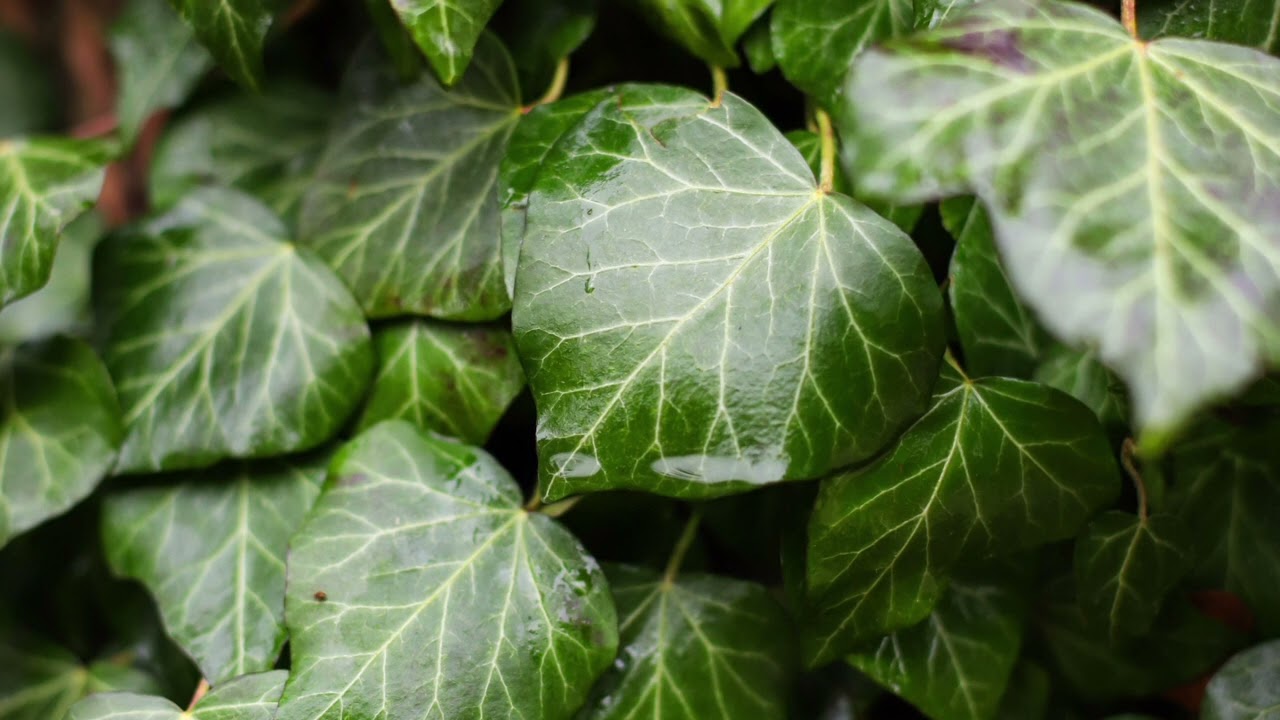 Natural Image Effect Template HD quality