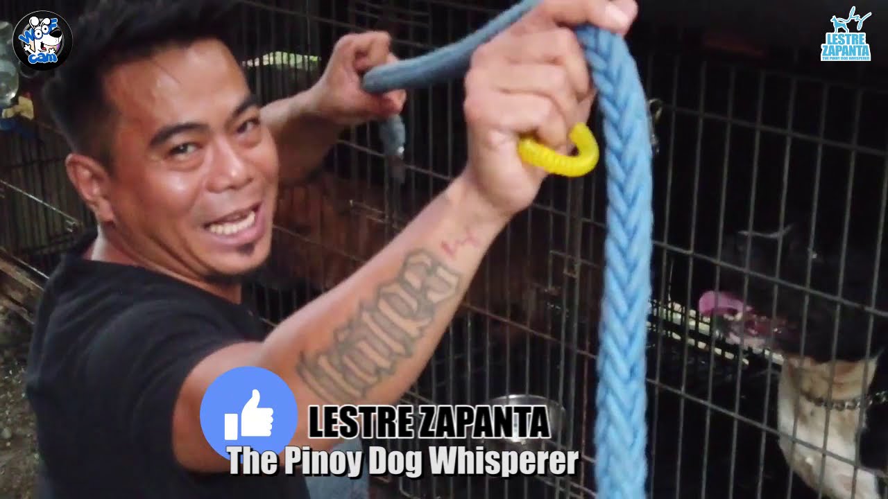 Asong siga sa kalsada: tips on dog walking